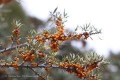 Hippophae rhamnoides subsp. turkestanica
